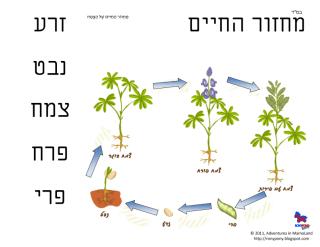Plant Life Cycle Hebrew.pdf