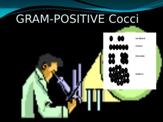 4-Gram positive cocci.pptx